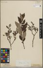 Foto von Salix lapponum L. x Salix silesiaca Willd.